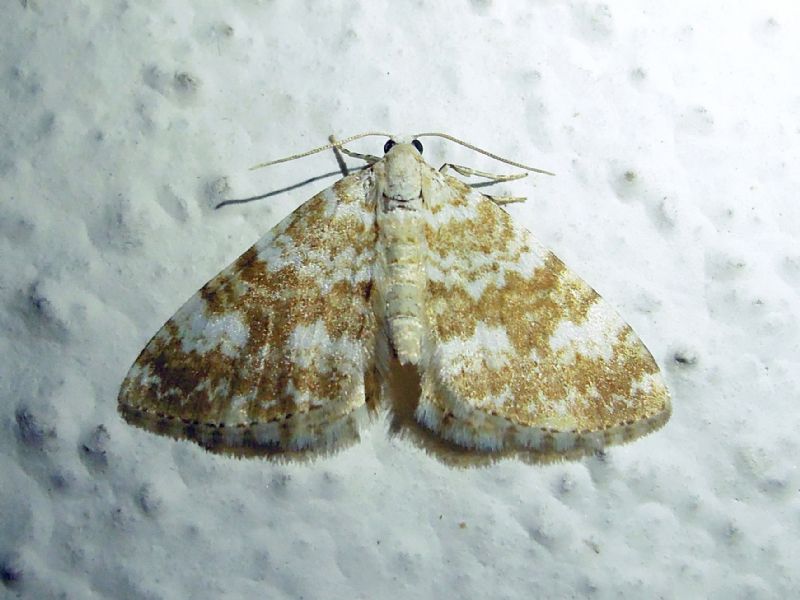 Perizoma flavofasciata (Geometridae)